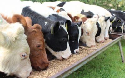 EFSA Opinion on Zearalenone in Animal Feeds