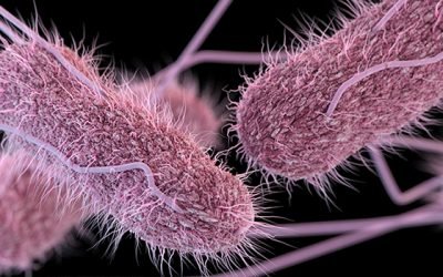 Salmonella Outbreaks